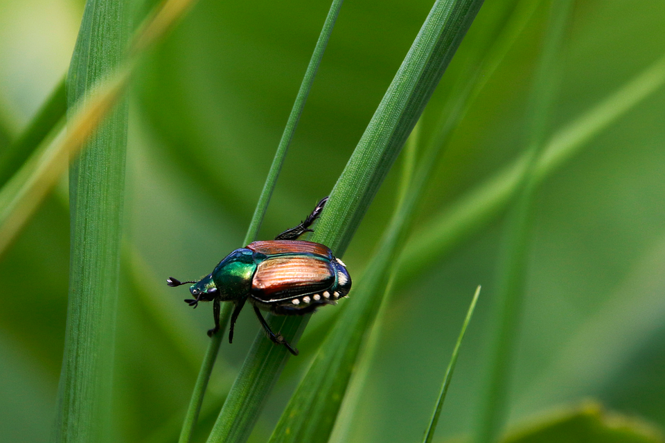 japanese-beetle-8137606_960_720